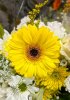 flowers-8643341_1280.jpg