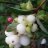 icedsnowberry