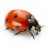 Ladybug57