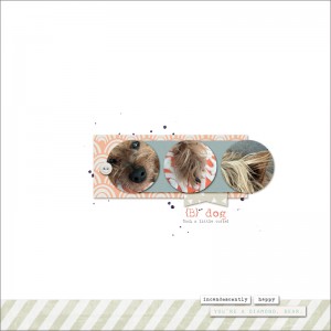{B Dog}