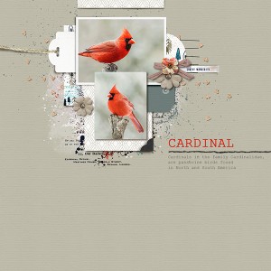 Cardinal