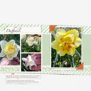 Daffodils