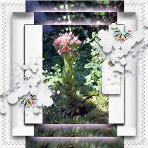 Hens And Chicks Flowers In August