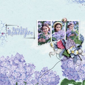 SOSN_jun4_ngd_LG_Beautiful Hydrangeas