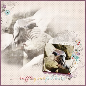 Ruffle Your Feathers