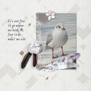 Seagull