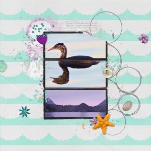 Grebe