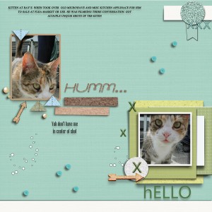 day 9 2nd kitten