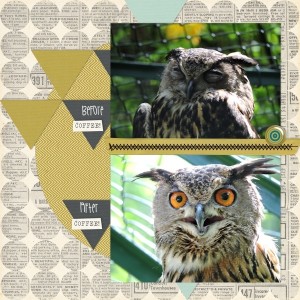 coffee owl