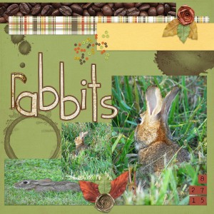 Rabbits
