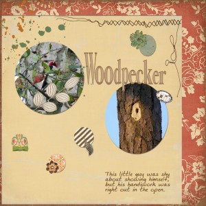 Red-Headed Woodpecker and His Handiwork