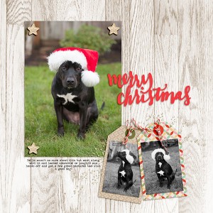 Bella In Santa Hat (#3)