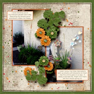 FEBRUARY PHOTOGRAPHY CHALLENGE - MY GARDEN