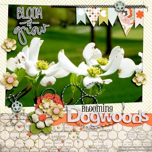 Blooming Dogwoods