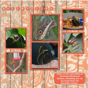 Butterflies