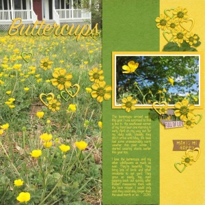 may - buttercups