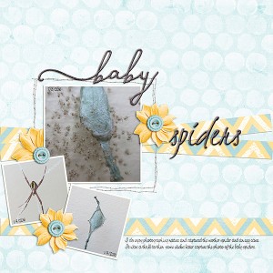 May-Photography_Baby-Spiders