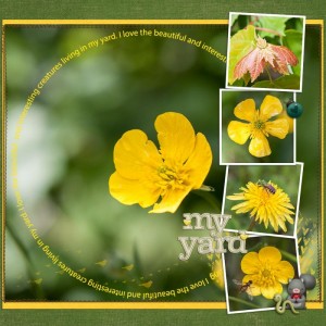 may challenge (macro) - my yard