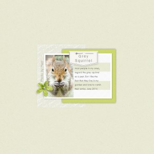 Squirrel