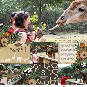 Feeding the giraffes