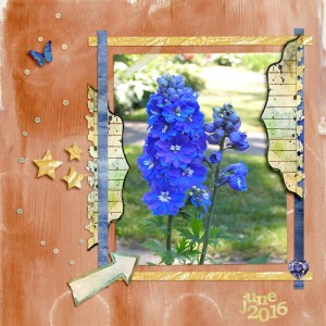 Delphinium