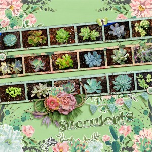 Succulents