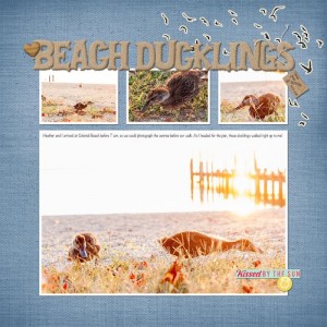 beach ducklings