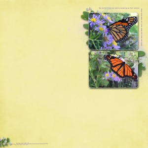 10.02.2016 Butterflies On Asters