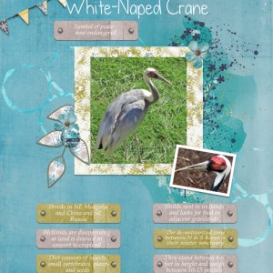 White-Naped-Crane