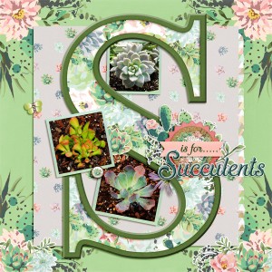 Succulents