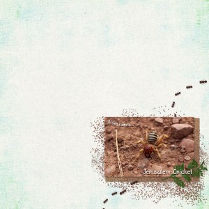 MOC 9 Jerusalem-Cricket