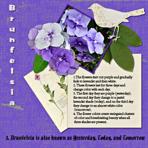 About Brunfelsia