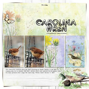 MOC 5, Day 3: Carolina Wren