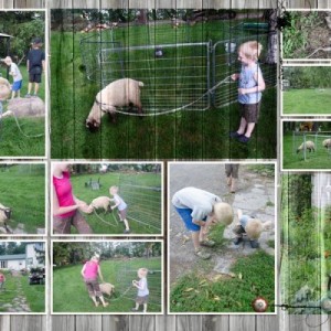 Topsy Farms