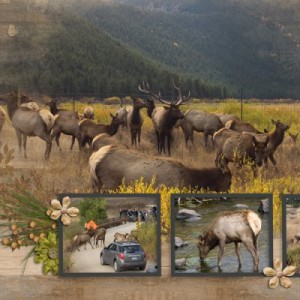 Elk Crossing