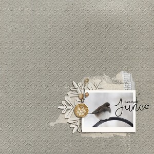 MOC5, Day 9: Dark-Eyed Junco