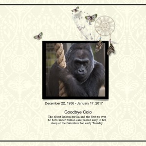 18.Goodbye-Colo