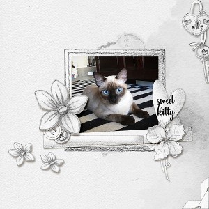 Sweet Kitty