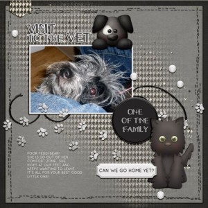 VISIT TO THE VET - FEBRUARY PHOTOGRAPHY CHALLENGE