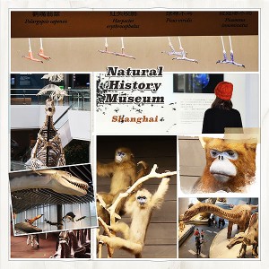 Natural History Museum Shanghai