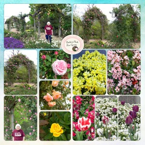 13Apr_Bush_Roses