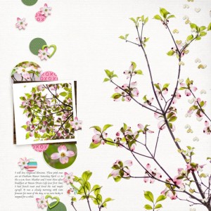 pink dogwood