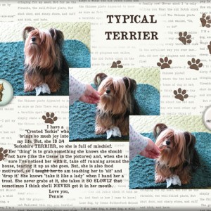 Typical-Terrier