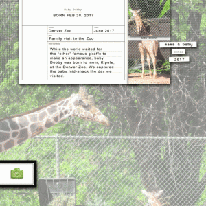 Zoo-giraffe-web