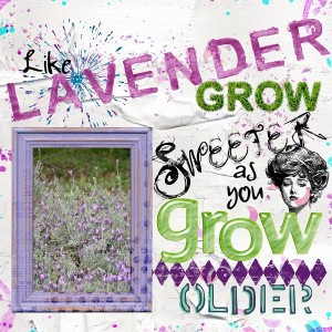 Lavender Proverb