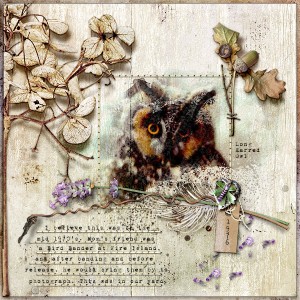 Long Earred Owl