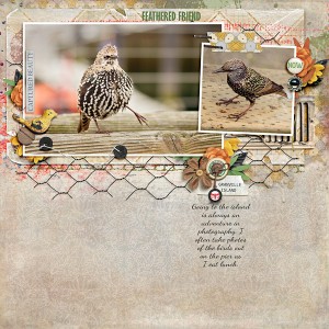 Feathered Friend