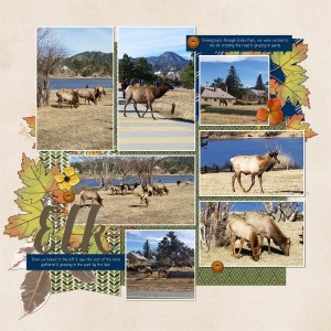 Elk