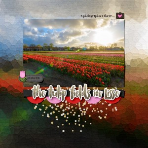 The Tulip Fields in Lisse (MOC #22)