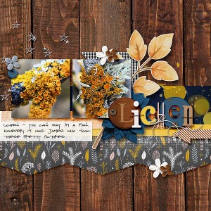 Lichen